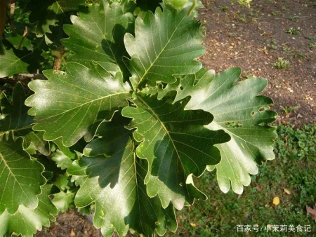 端午节，农村常见的15种“树叶”都能包粽子，味道清新，涨知识了-怎样用一片叶子包粽子